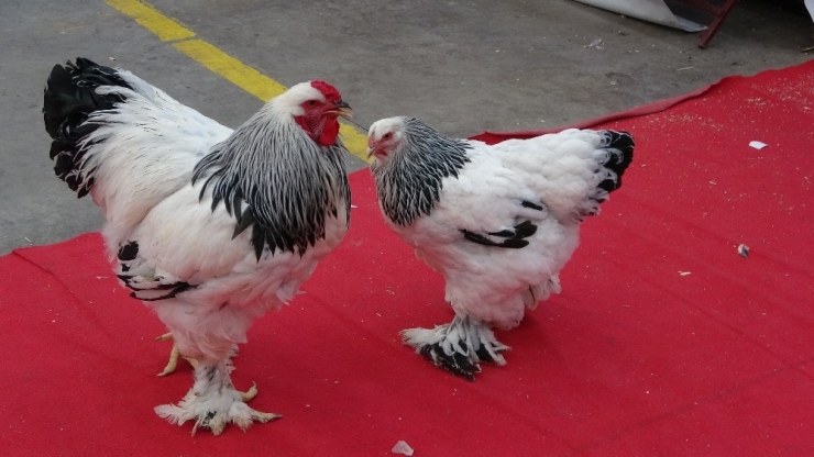 5. Ege Tarım Ve Hayvancılık Fuarı Sona Erdi