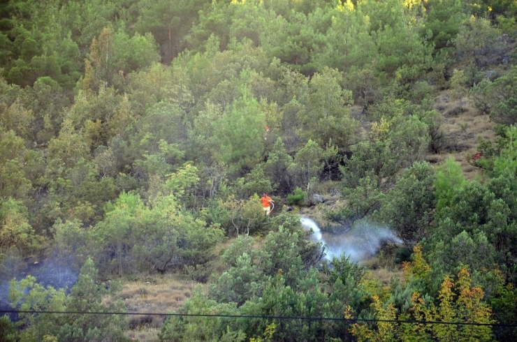 Sigara İzmariti 5 Dönümlük Ormanı Kül Etti