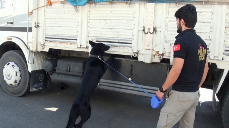 Saman Yüklü Kamyondan 663 Kilogram Esrar Çıktı