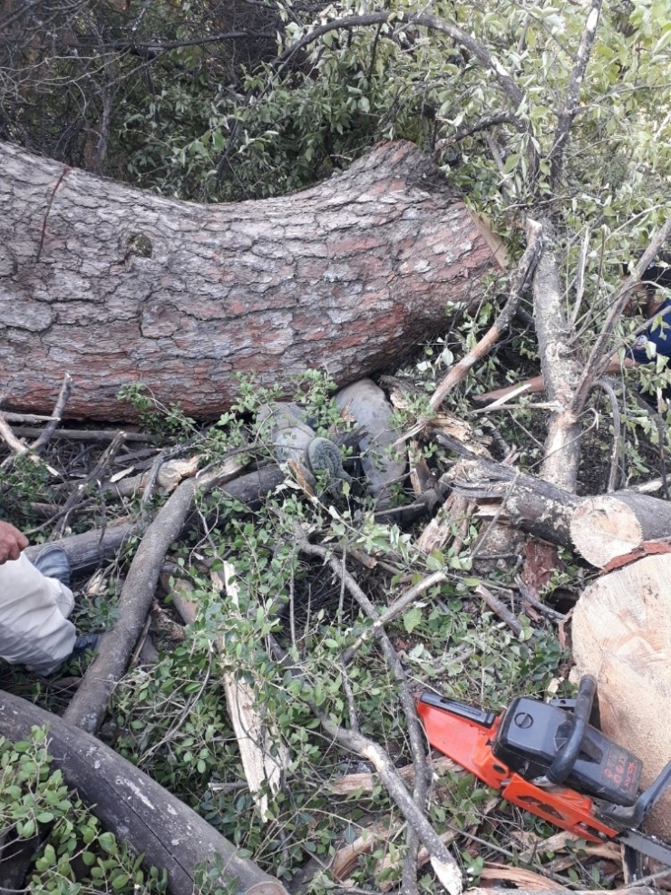 Kestiği Ağacın Altında Kalarak Hayatını Kaybetti
