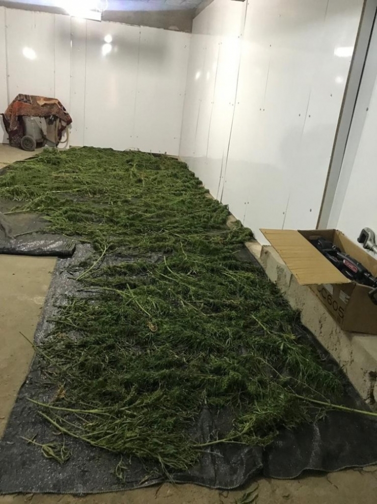 Manisa’da 23 Kilo Esrar Ele Geçirildi