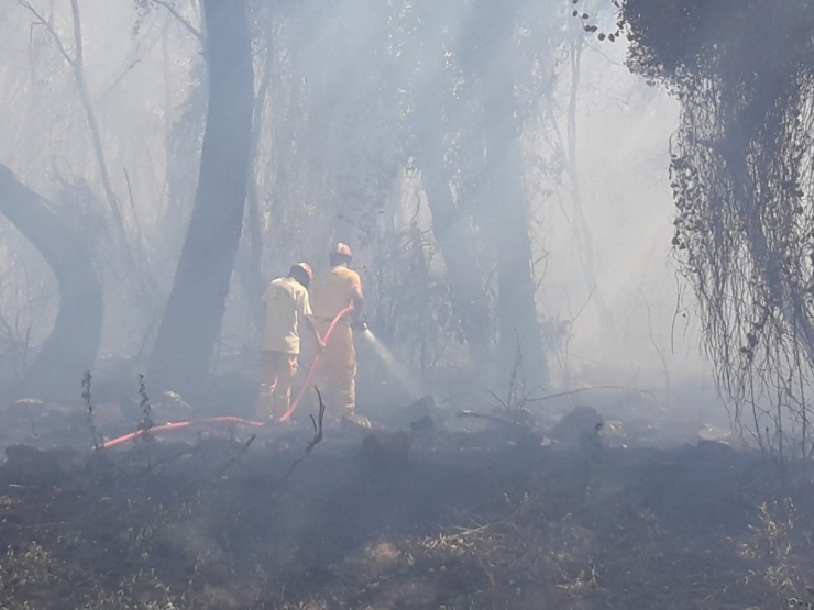 Muğla’da Orman Yangını