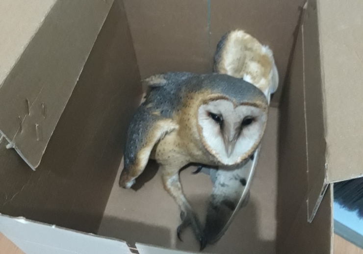 Yaralı Peçeli Baykuş Tedavi Altında