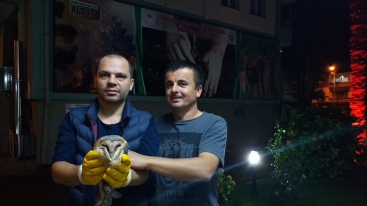 Yaralı Peçeli Baykuş Tedavi Altında