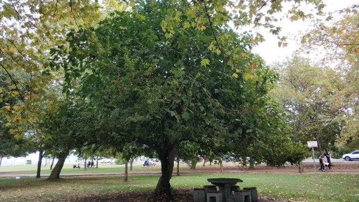 Ağaçların Kardeşliği