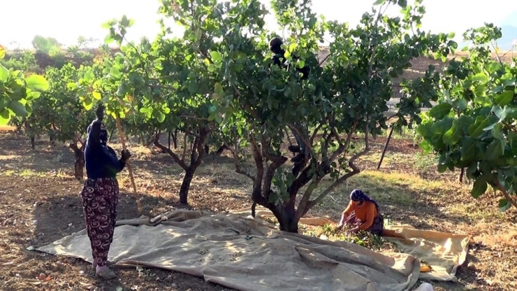‘Yeşil Altında’ Yılın İlk Hasadı Başladı