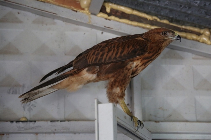 Mehmetçik Kanatları Kesik Şahini, Köylüler Küçük Orman Kartalını Kurtardı