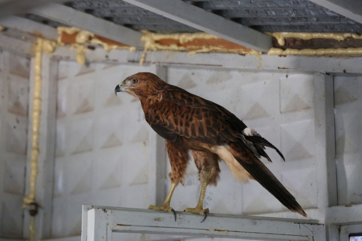 Mehmetçik Kanatları Kesik Şahini, Köylüler Küçük Orman Kartalını Kurtardı