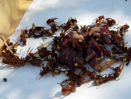 Arılar Dünyasında Savaş Başladı