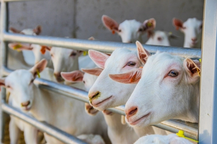 Türkiye’nin En Modern Keçi Çiftliği İzmir’de Kuruldu