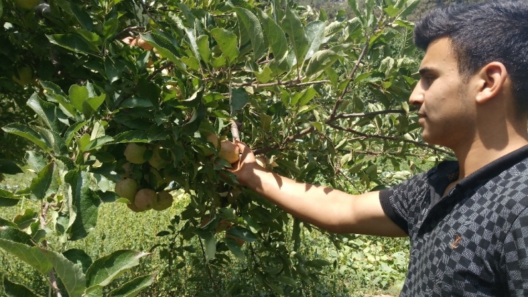 1600 Rakımlı Yaylada Elma Hasadı Başladı