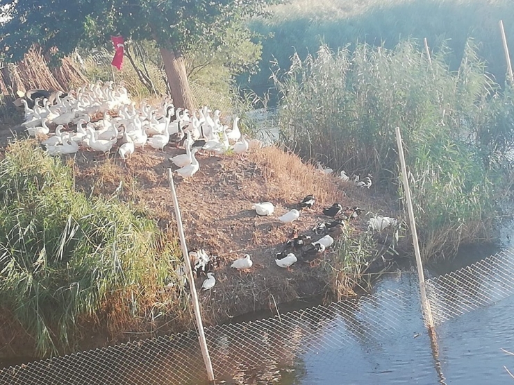 Kütahya’da Kaz Üreticiliği Hızla Artıyor