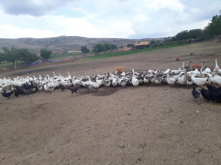 Kütahya’da Kaz Üreticiliği Hızla Artıyor
