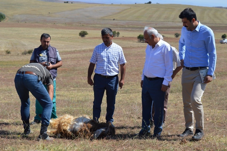 Kırıkkale’de Kurtlar 15 Koyunu Telef Etti