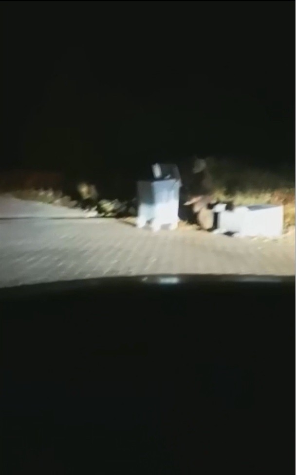 Uludağ’da Aç Kalan Ayı Çöpleri Karıştırırken Görüntülendi.