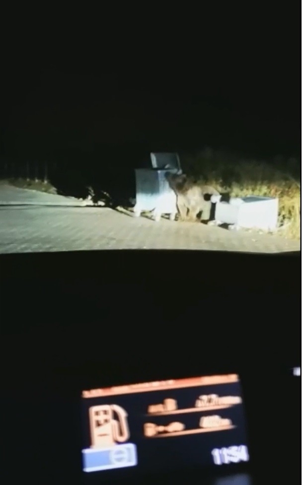 Uludağ’da Aç Kalan Ayı Çöpleri Karıştırırken Görüntülendi.