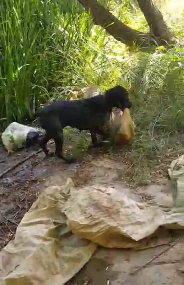 İnsanların Yapmadığını Köpek Yaptı