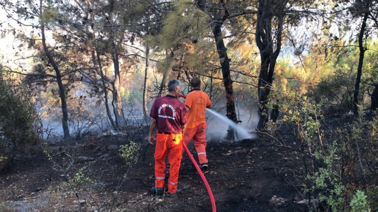 Mersinli Fulya Yetiş, Önce İtfaiyeyi Seferber Etti Sonra Da Kaplumbağanın İmdadına Yetişti