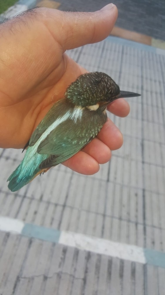 Yaralı Yalı Çapkını Tedavi Edildi