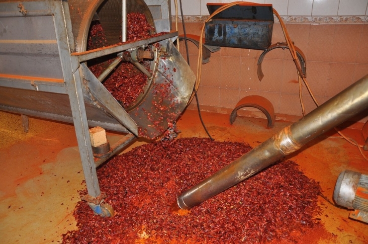 İsot Ve Salçanın Acı Serüveni