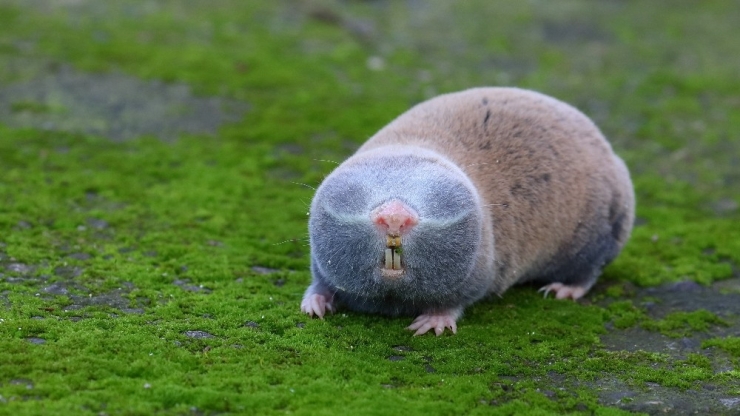 Beü Bilimsel Araştırmalarına Tübitak’tan Destek