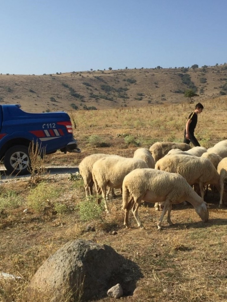 Kaybolan Hayvanları Jandarma Buldu