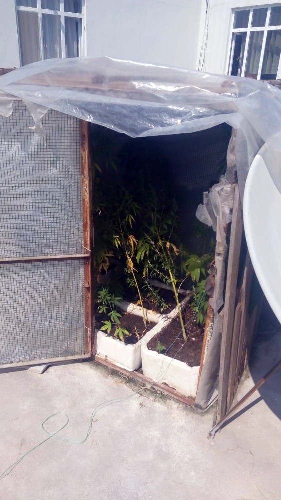 Evinde Esrarla Yakalandı