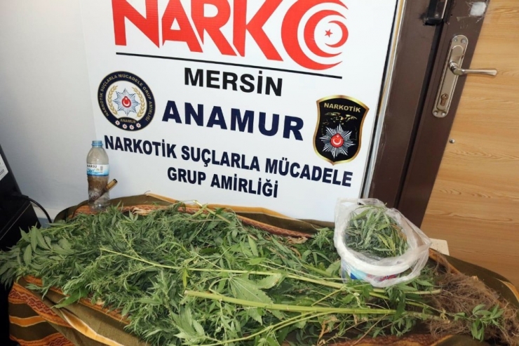 Evinde Esrarla Yakalandı