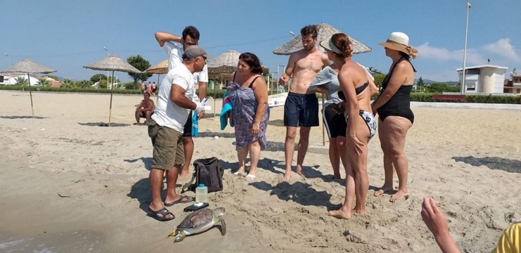 2 Yeşil Deniz Kaplumbağası Ölü Olarak Bulundu