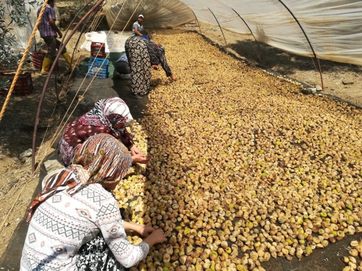 Aydın’da İncir Üreticisi Şokta