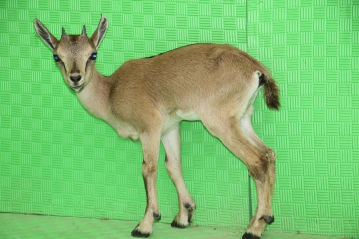 Mahsur Kalan Yavru Dağ Keçisi Kurtarıldı