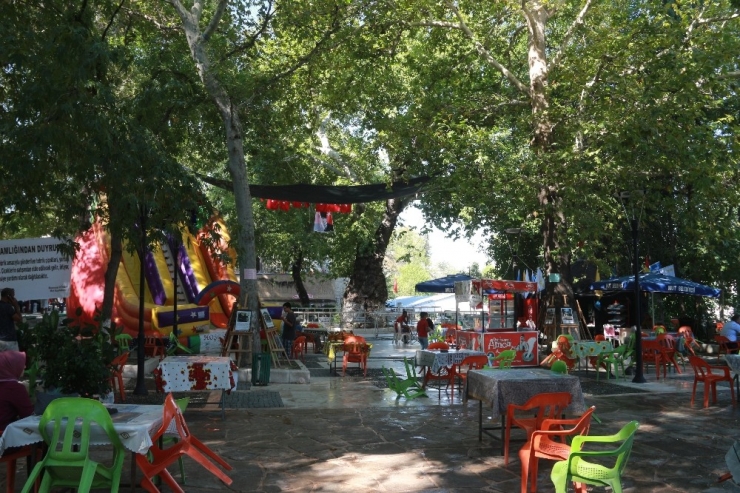 Anıt Çınar Ağacı Yaşam Mücadelesi İçin Yardım Bekliyor