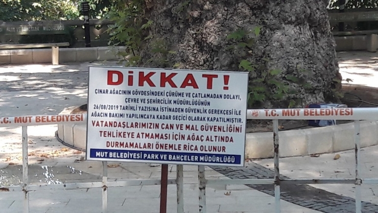 Anıt Çınar Ağacı Yaşam Mücadelesi İçin Yardım Bekliyor