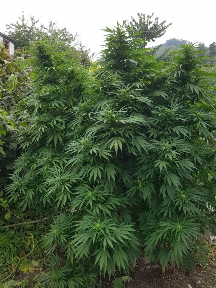 Ordu’da Uyuşturucu Operasyonuna 4 Tutuklama