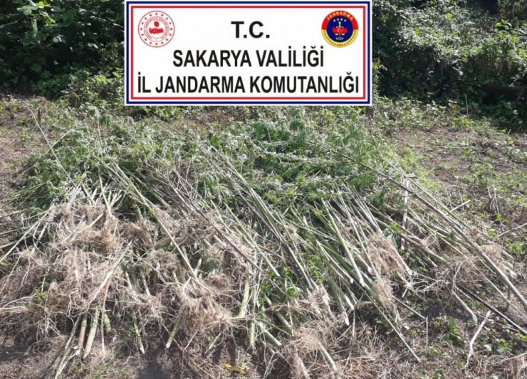 Sakarya’da Jandarma Operasyonunda 25 Kilo Esrar Ele Geçirildi: 3 Gözaltı