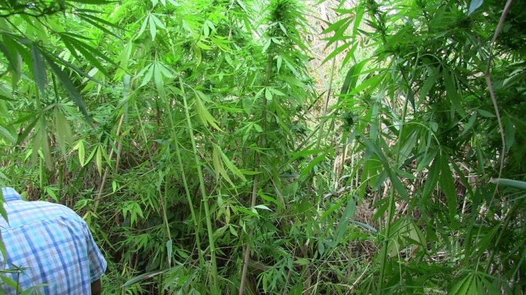 Zehir Tacirleri Kamu Arazisine Kenevir Ekmiş