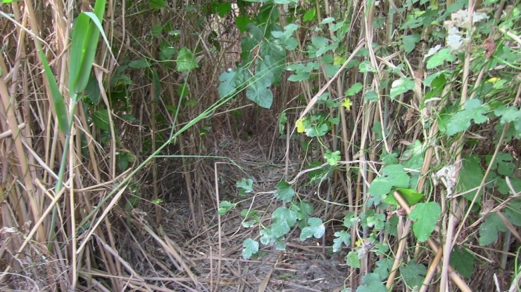 Zehir Tacirleri Kamu Arazisine Kenevir Ekmiş