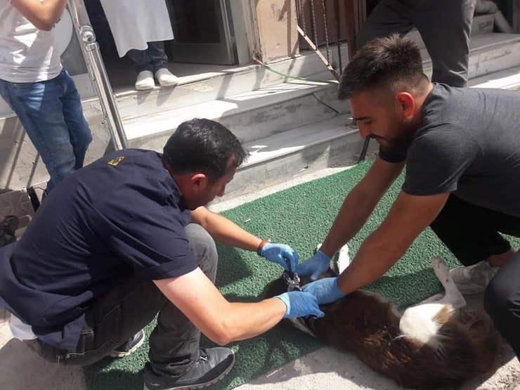 Yavru Köpeklere Aşı