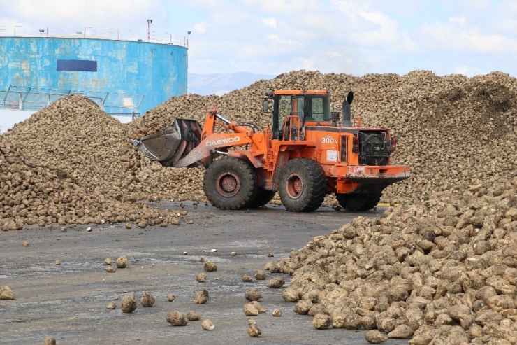 Amasya’da 66. Pancar Alım Kampanyası Başladı