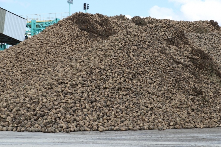 Amasya’da 66. Pancar Alım Kampanyası Başladı