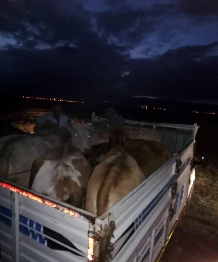 Hayvan Hırsızları Jandarmanın Takibiyle Yakalandı