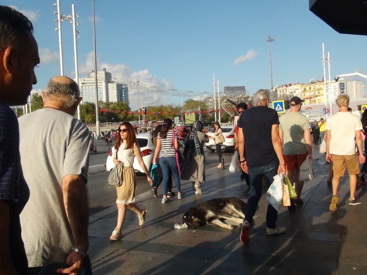 Taksim’de Turist Kadın Sevdiği Köpek Tarafından Isırıldı