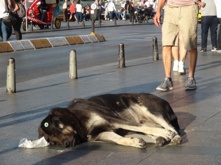 Taksim’de Turist Kadın Sevdiği Köpek Tarafından Isırıldı