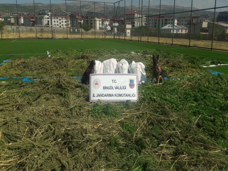 Bingöl’de 89 Kilo Esrar Ve 270 Bin Kök Kenevir Ele Geçirildi