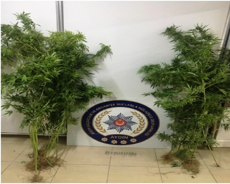 Didim’deki Villada Saksıda Hint Keneviri Yetiştirmiş