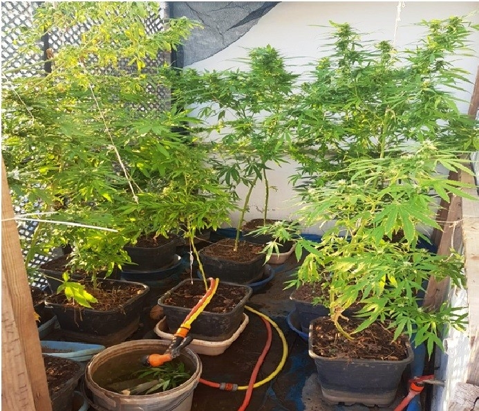 Didim’deki Villada Saksıda Hint Keneviri Yetiştirmiş