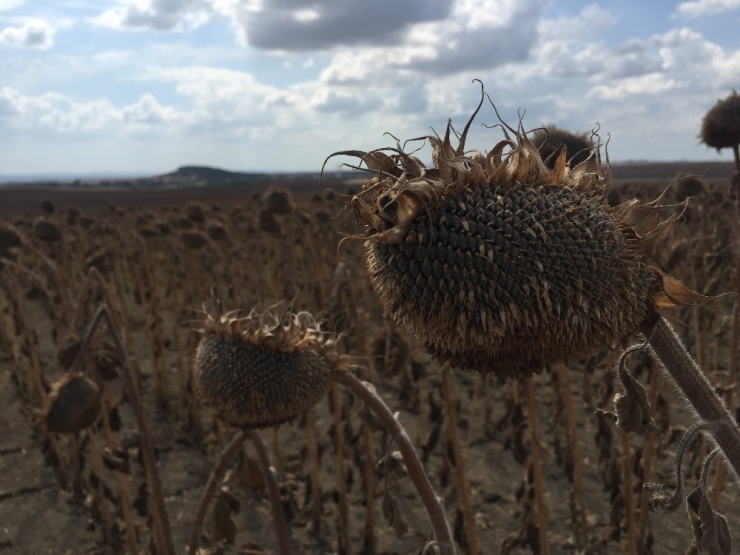Keşan’da Ayçiçeği Hasadı Başladı