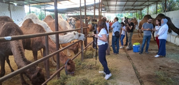 Ab Devesütü (Camelmılk) Proje Ekibi Aydın’da İnceleme Yaptı