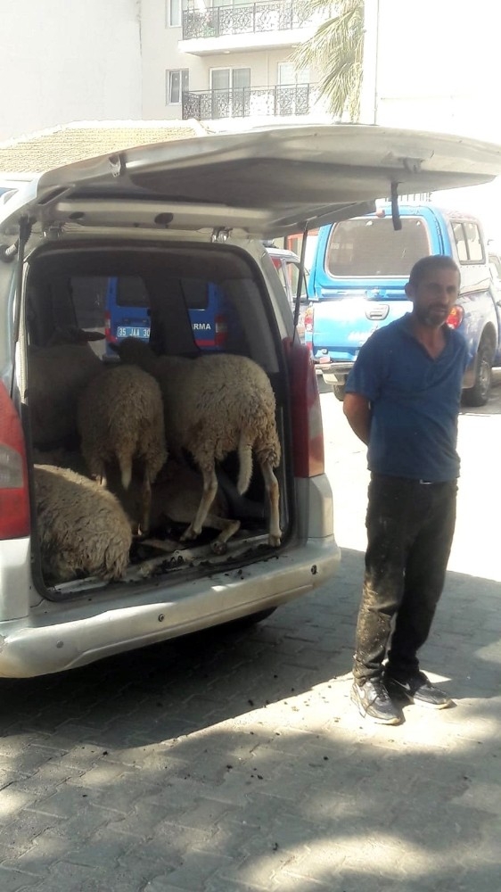 Araç Bagajında Koyun Hırsızlığı