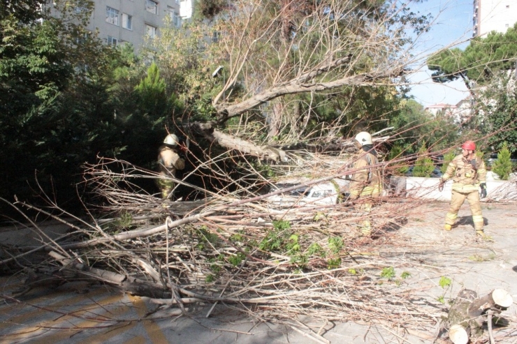 Kadıköy’de Devrilen Ağaç Paniğe Yol Açtı